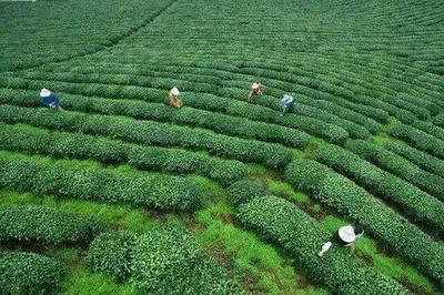 宜宾屏山农特产品抽样详查结果喜人 有机硒含量突出，安全指标全面达标