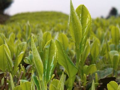 覃塘毛尖茶 荣登2023年全国名特优新农产品名录的茶中珍品