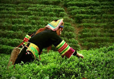 神州瑶都，物华天宝 永州江华县地理标志农产品与茶叶的璀璨绽放