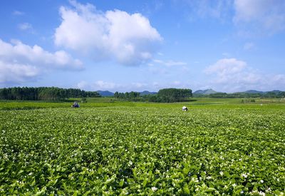 横县茉莉花茶荣登中国农业品牌目录2019，区域公用品牌再绽新芳