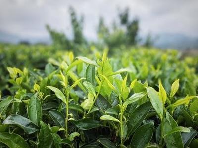 诏安霞葛 茶产业路铺就乡村振兴“快车道”