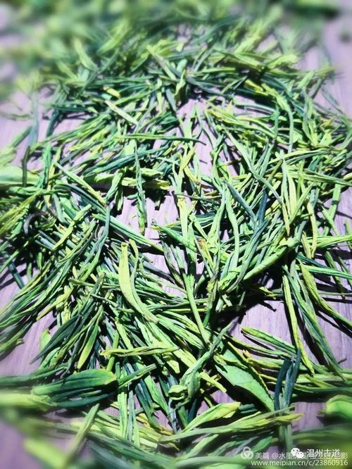安吉茶乡行 走进一片绿叶的千年絮语