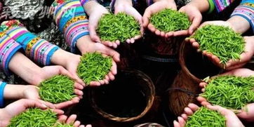 动真格！今年贵州7大行动保障舌尖上的安全，农产品与茶叶放心吃